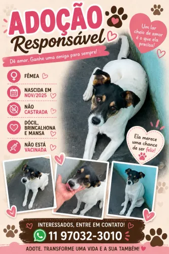 Doação de cadelinha