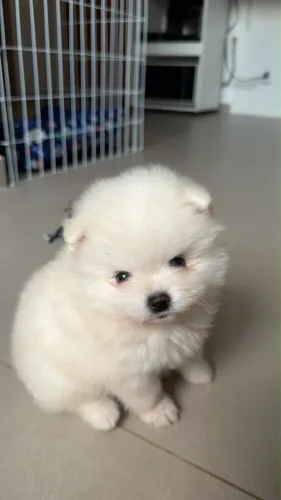 Spitz Alemão (Lulu da pomerania)