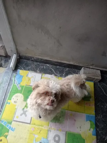 vende se um cachorro da raça chitsu