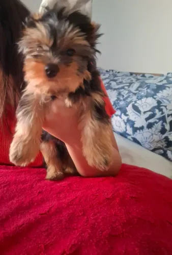  Yorkshire Terrier Puro Machinho 3 meses