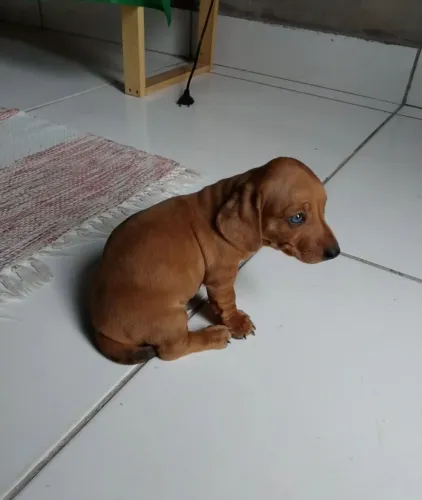Vendo Salsichinha macho
