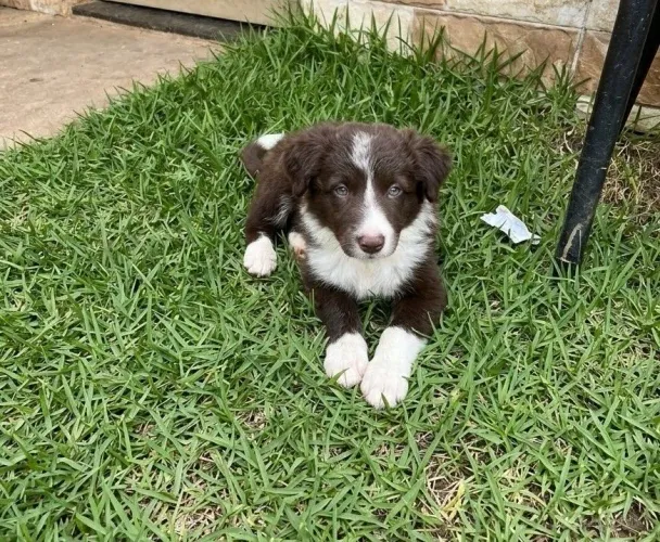 Border Collie 