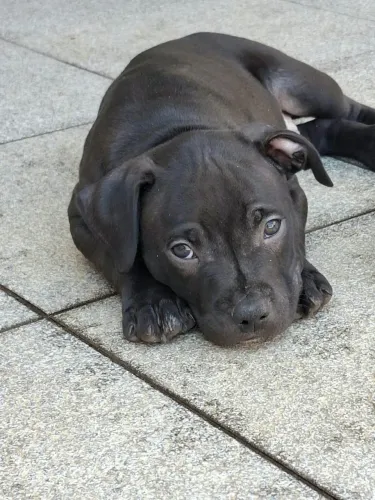 Lindos filhotes black Nose APBT