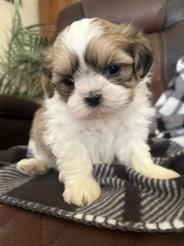 Shih tzu disponivel