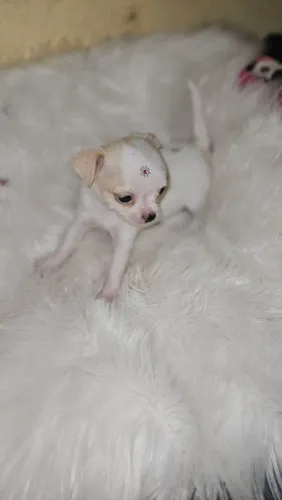Chihuahua fêmeas