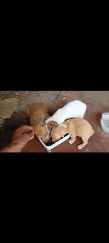 Cachorrinhos cãezinhos filhotes de cachorro resgatados para adoção Entrega grátis 