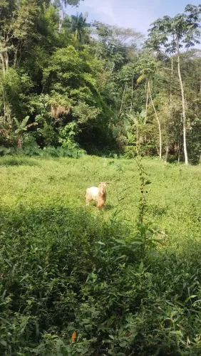 Vendo bode excelente reprodutor 