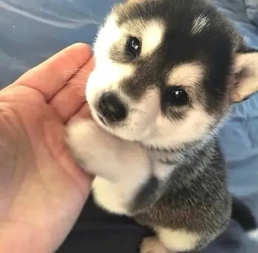 Filhotes de Husky Siberiano | Amor que transforma o lar.