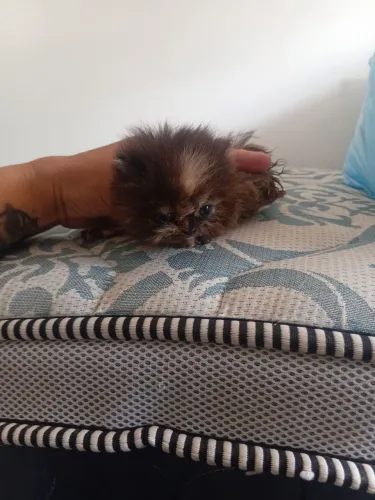 Vendo gatos persas machos e femeas