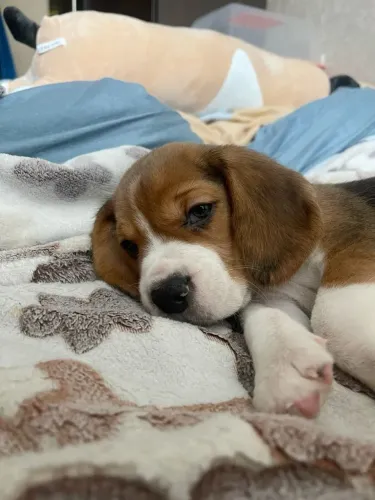 Beagle Filhotes prontos para entregar amanhã