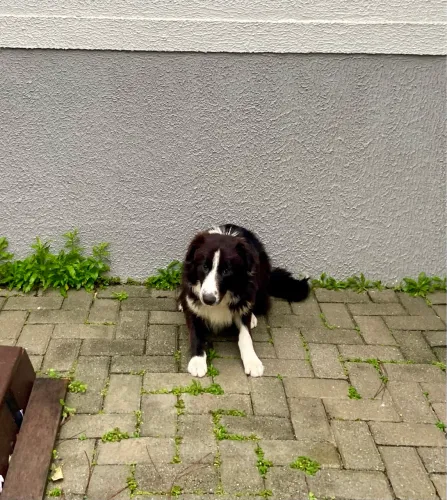 Border collie 8 meses