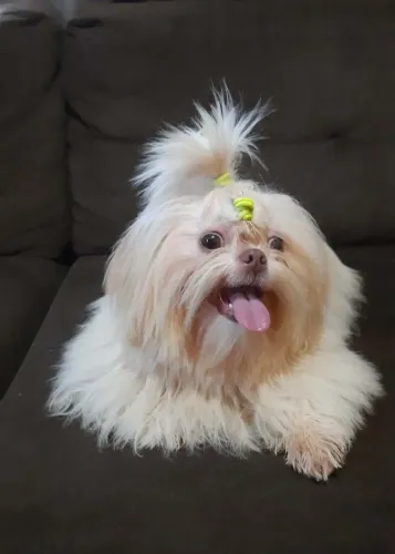 Shih tzu macho