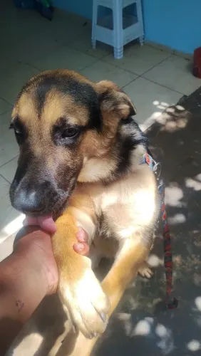 Pastor Alemão Filhote Puro Sangue (9 Meses) VENDO OU TROCO "Todas as Vacinas em Dia"!!