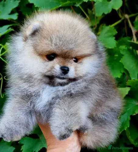 Neném saudável e alegre Spitz Alemão/ Lulu da Pomerânia/ anão/ anãozinho