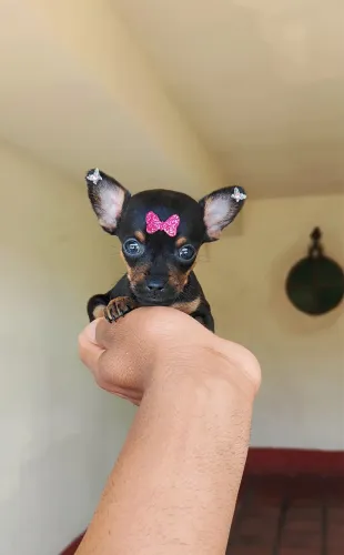 Pinsher com 45 dias vacinado e vermifugado 