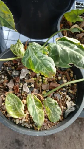 Plantas Philodendron snow leopard 