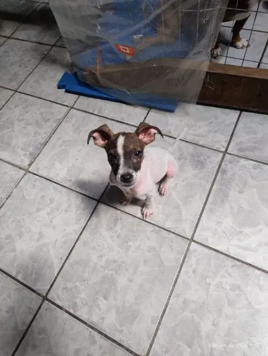 Doação de cachorro 