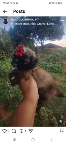 Shihtzu fêmea. 