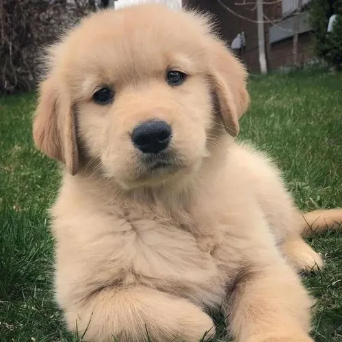 Golden Retriever - O Amigo Ideal Para Quem Valoriza Lealdade