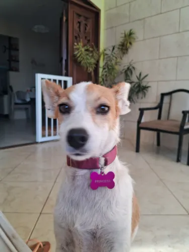 Doação de cadelinha srd pequeno porte