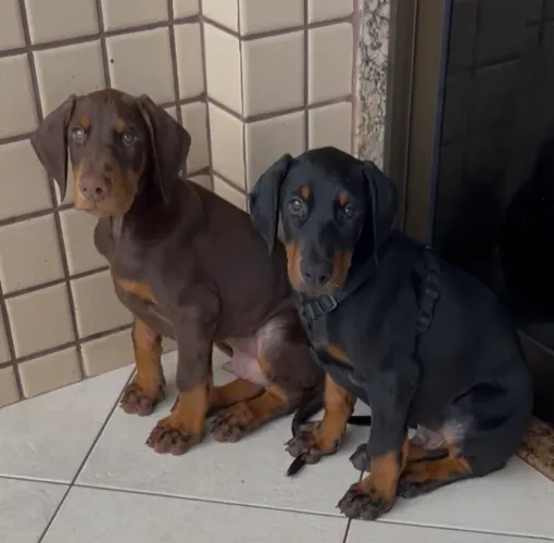 ? FILHOTES DE DOBERMANN DISPONÍVEIS ?