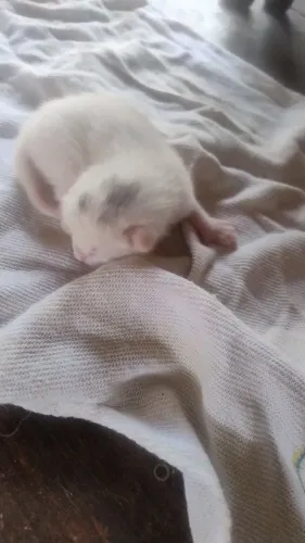 Lindos gatinhos recém nascido bem cuidado precisando de um novo lugar para ser feliz.