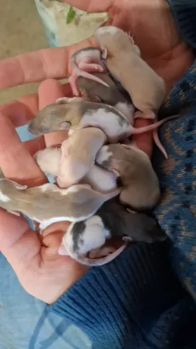 Hamster Twister Dumbo