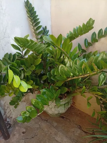 Plantas