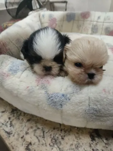 Shihtzu Machos (ler a descrição)