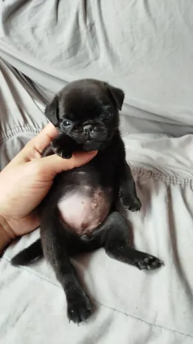 Pug