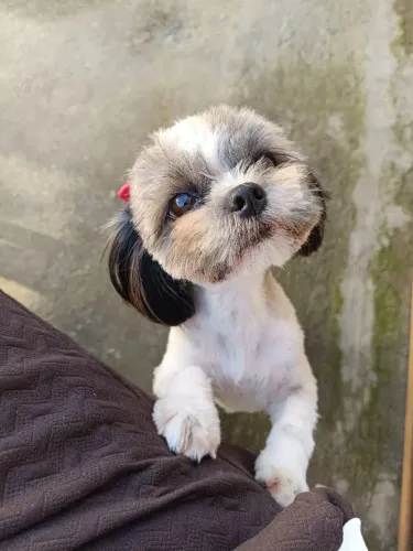 Tenho uma Fêmea de Shihtzu no Ciu 