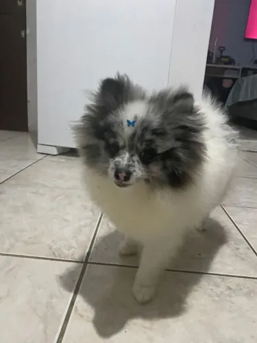 Vende-se filhote de spitz alemão