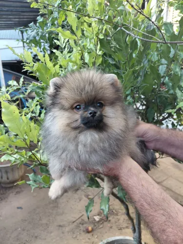 Spitz alemao anao macho ou fêmea laranja com pedigree