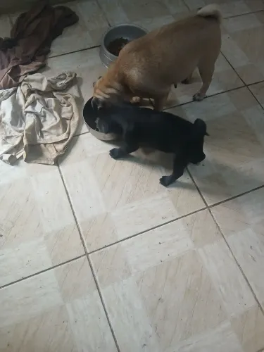 Filhotes de pug