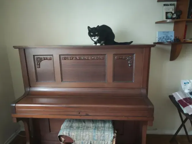 Piano Gebr. Zimmermann Leipzig - Móvel Restaurado Acabamento Fosco - BAIXOU