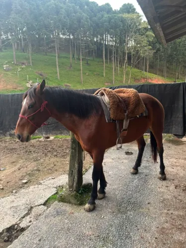 Égua marchadera