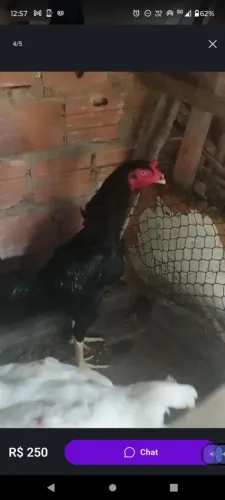 Galo carioca