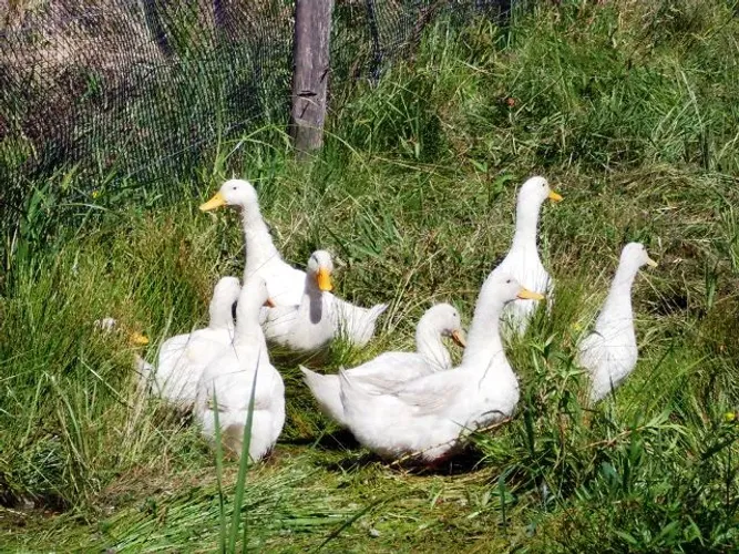 Ovos férteis de marreco de pequim