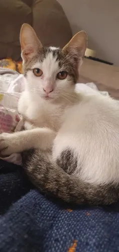 2 gatinhas para doação