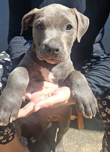AMERICAN BULLY | FILHOTES DISPONÍVEIS
