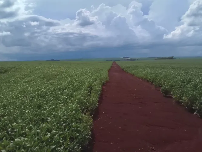 Fazenda atima oportunidade tem possibilidade de sair 270mil o alqueiro