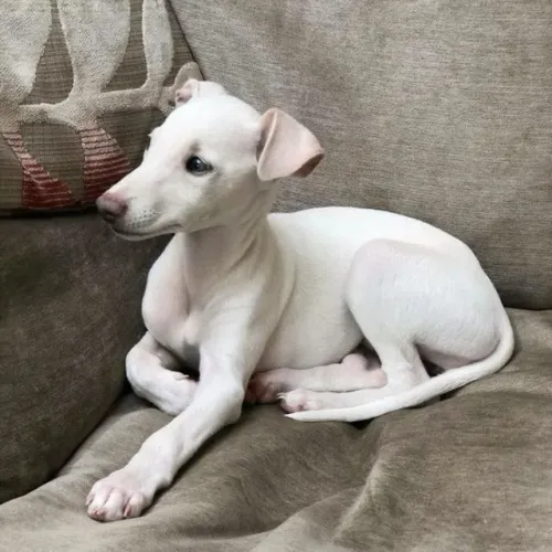 Galgo Italiano Branco 