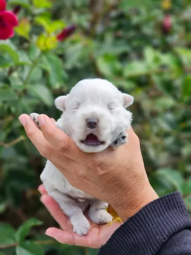 West Terrier | Conheça Nossa Estrutura