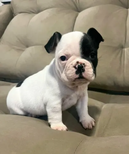 Bulldog Francês: Pequeno no Tamanho, Enorme no Carisma!