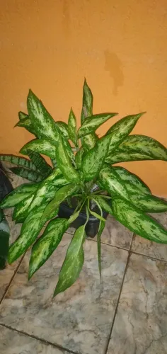 Plantas (mudas naturais )