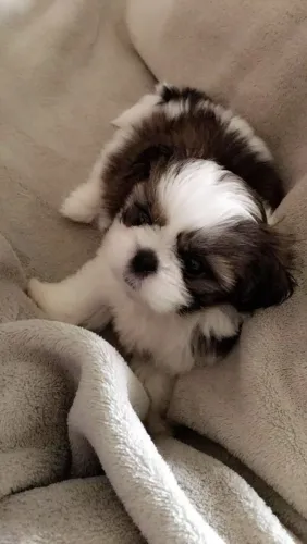 Filhotes de Shih-Tzu, vai te receber