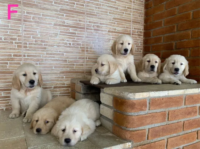 Golden Retriever - Lindos e Carinhosos Filhotes !!!!!!