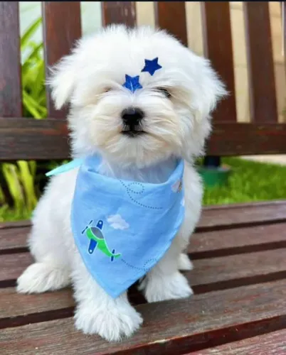 Filhote Maltês, Encha sua vida de alegria com um novo amiguinho peludo!