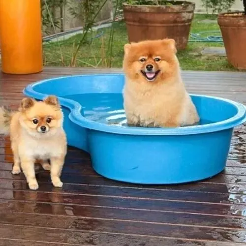 Piscina Feijão Azul 100L Jardim Caixa Multiuso De Polietileno infantil para cães