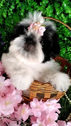 Filhote Shih tzu Fêmea- EvaFilhotes 